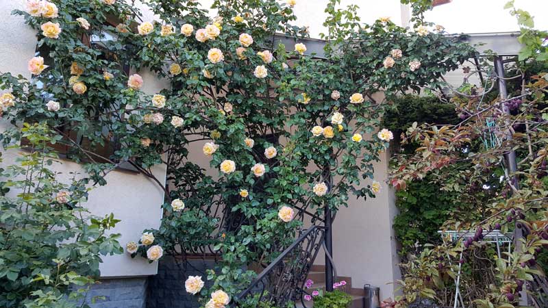 Цветение роз 2017