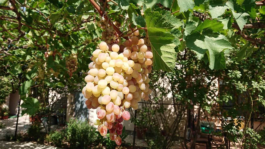 Виноградный рай 2018