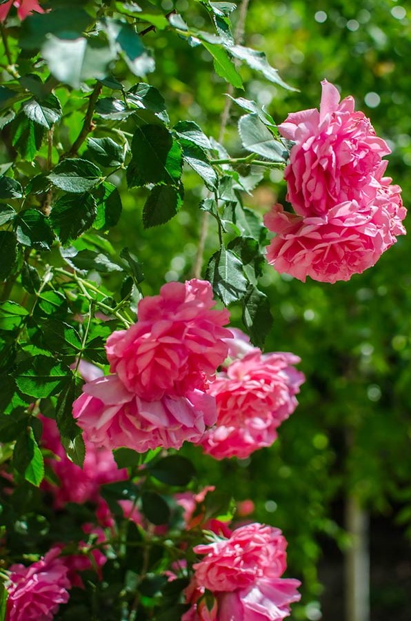 Цветочный рай 2018