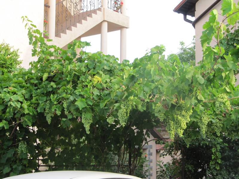 Виноградная рапсодия